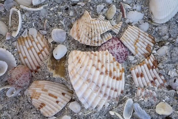 Shells on Bowman Beach on Sanibel Island, Florida, USA. Well-known shell beach