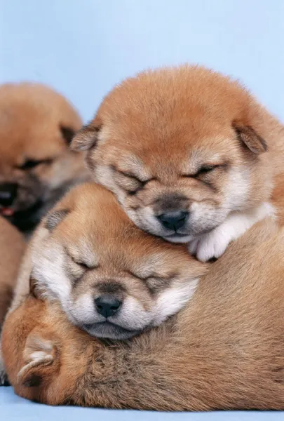 Shiba inu Dog 3 week old puppies