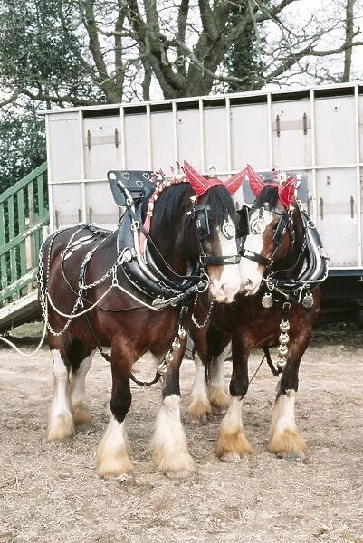 Shire Horses JD 2134 In front of trailer. © John Daniels  /  ARDEA LONDON