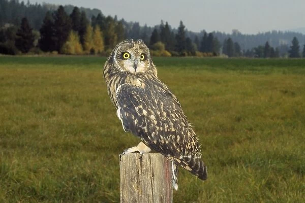 Short-eared Owl - at evening