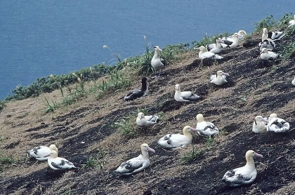 Short-tailed albatross - Colony. Torishima Island is a volcanic peak rising out of the Pacific Ocean, South of Japan and an important breeding ground for the Short-tailed albatross. Listed as Vulnerable (VU) on the IUCN Red List