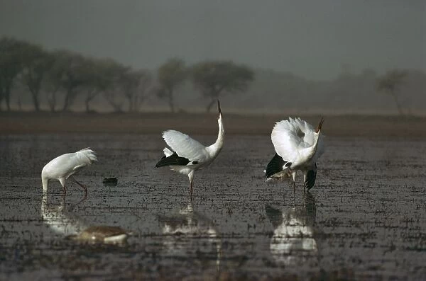 Siberian Crane - Displaying - Keoladeo National Park, Bharatpur, Rajasthan, India, Central Asia to India, Korea, Japan JPF07113
