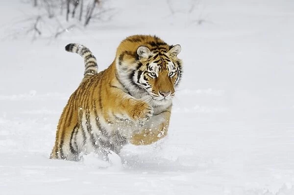 Siberian Tiger  /  Amur Tiger - in winter snow. C3A2368