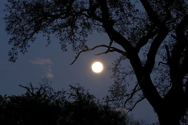 Silhouette of old oak tree at night - Backlit by new moon UK