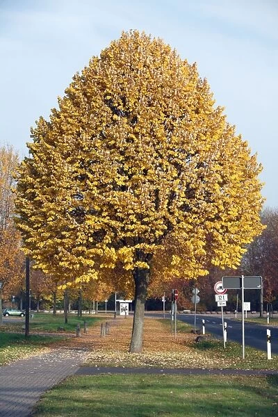 Silver Lime Tree - by road - autumn - Hessen - Germany