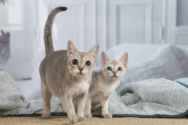 SINGAPURA. Singapura cat and kitten indoors