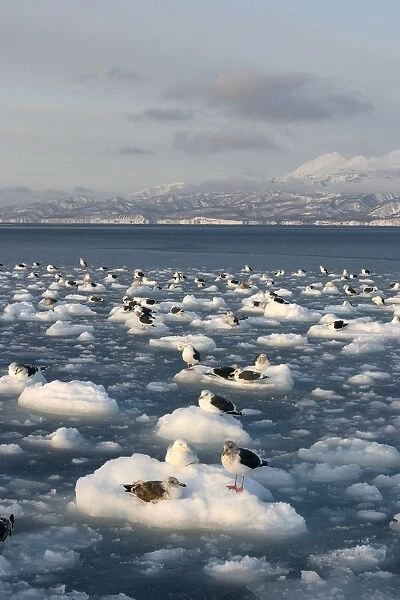 Slaty-Backed Gull - resting on ice. Hokkaido, Japan