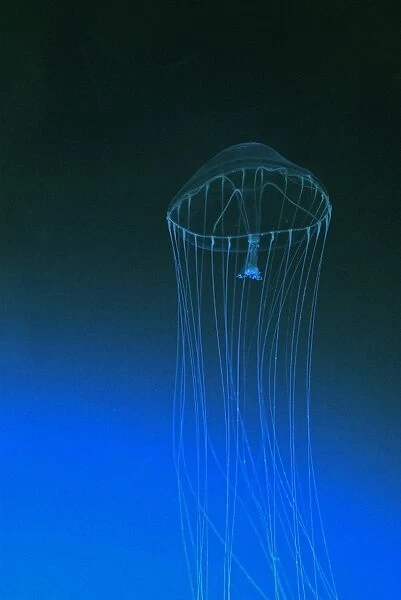Slender Jellyfish, north Pacific Ocean