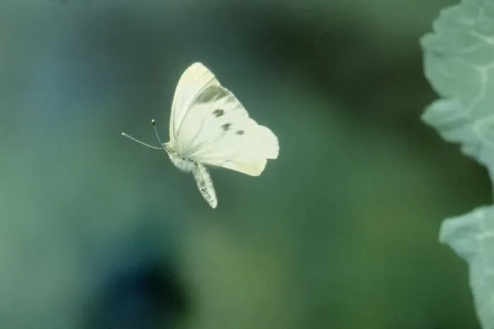 Framed Print : Small / Cabbage White Butterfly Print - In flight Framed Print : Small / Cabbage White Butterfly Print - In flight