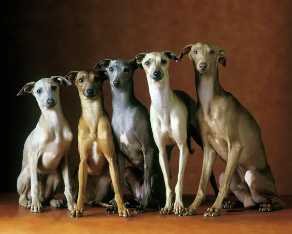 Small Italian Greyhounds - Five sitting down together