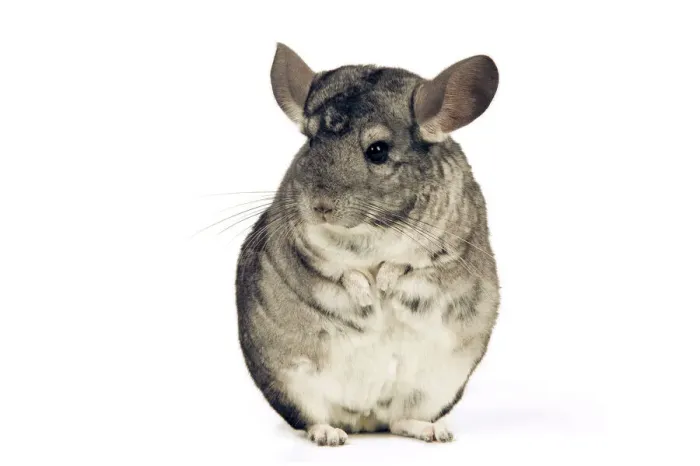 Framed Print : Chinchilla LA-982 Print Framed Print : Chinchilla LA-982 Print