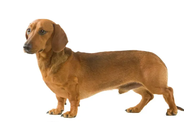 Framed Print : Smooth-haired Dachshund Print Framed Print : Smooth-haired Dachshund Print