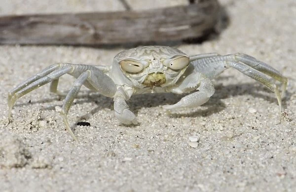 Smooth-handed Ghost Crab with horizontal eyes. So called because it largely lacks the ridges inside the large claw. Colour varies according to background. Here on a white sandy beach it is very pale
