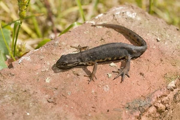 Smooth Newt - male on old brick - UK