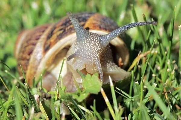 Snail. Aubignan - Provence - PACA - France