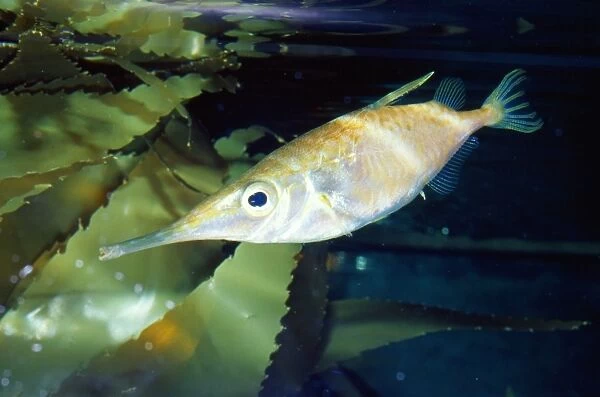 Snipefish  /  Trumpet Fish Australia, New Zealand, Japan