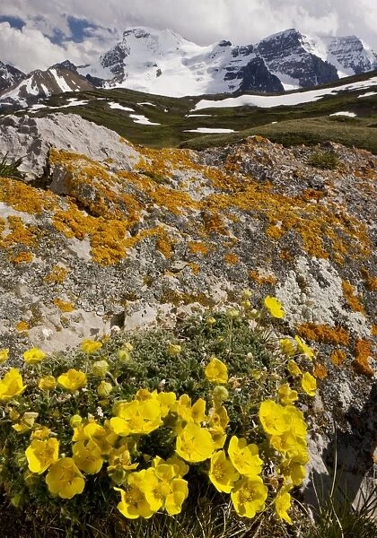 Snow-Cinquefoil, - growing abundantly at high altitude, Wilcox Pass, Jasper NP, Rockies, Canada