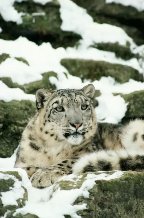 Framed Print : Snow Leopard Print - Panthera uncia Framed Print : Snow Leopard Print - Panthera uncia