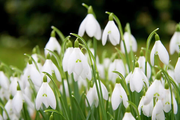 Snowdrop - clump of flowers - Wiltshire - England - UK