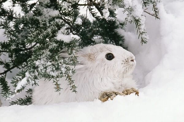 Snowshoe  /  Varying Hare Winter, British Columbia, Canada