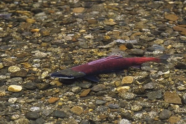 Sockeye Salmon - male, spawning stream. LX153