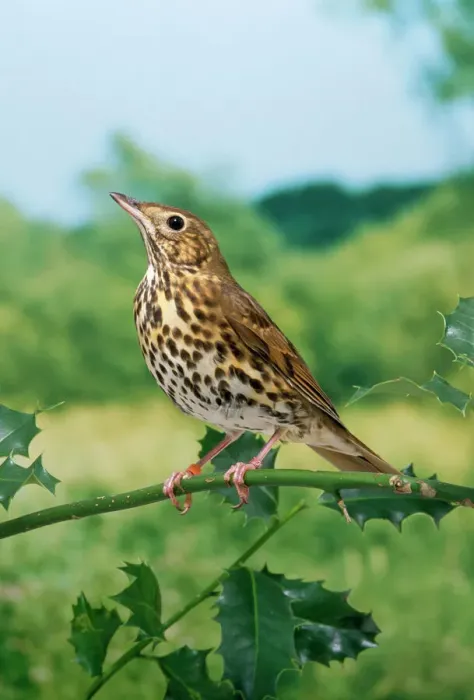 Framed Print : Song Thrush Print - A Bird on a Branch Framed Print : Song Thrush Print - A Bird on a Branch