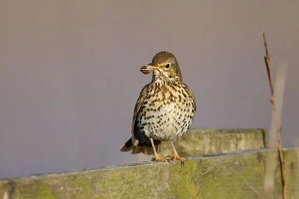 Song Thrush - with a banded snail in mouth - UK