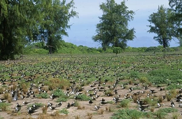 Sooty Tern - colony on ground