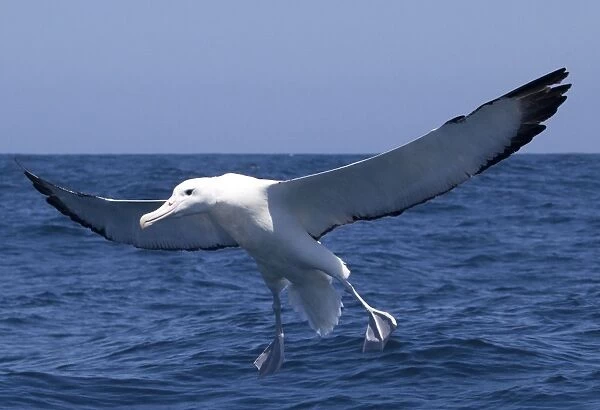 Southern Royal Albatross - in flight over sea - offshore from Kaikoura, South Island, New Zealand
