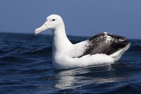 Southern Royal Albatross - on the water - offshore from Kaikoura - South Island - New Zealand