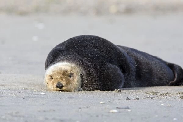 Southern Sea Otter - laying out on shore - Monterey - CA - USA