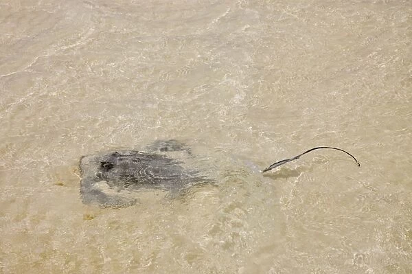 Southern Stingray swimming in shallows. Feeds on molluscs and crustaceans. Long, whip-like tail has poisonous spine near base and causes serious wounds if stepped on. Inhabits inshore shallows with sand or mud bottoms