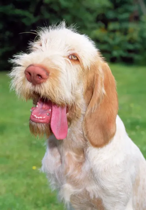 Framed Print : Spinone Dog Print JD-14664 by John Daniels Framed Print : Spinone Dog Print JD-14664 by John Daniels