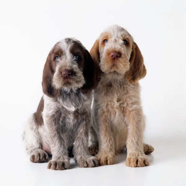 Spinone Dug - puppies