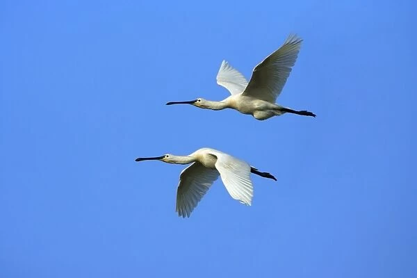 Spoonbill - pair in flight, Texel, Holland (Manipulated Image - Bird on top added to image)