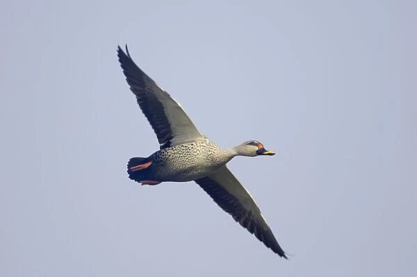 Spot-Billed Duck - in flight - Keoladeo Ghana National Park - Bharatpur Rajasthan - India BI017765