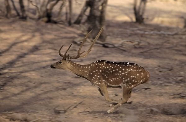 Spotted Deer Stag - Running Ranthambhor National Park, India