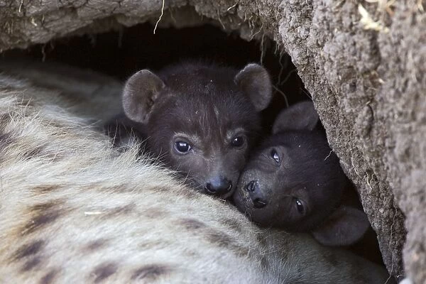 Spotted Hyena - 20 day old cub(s) in den with mother - Masai Mara Conservancy - Kenya