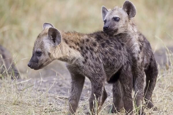 Spotted Hyena - playful young pups - Masai Mara Conservancy - Kenya
