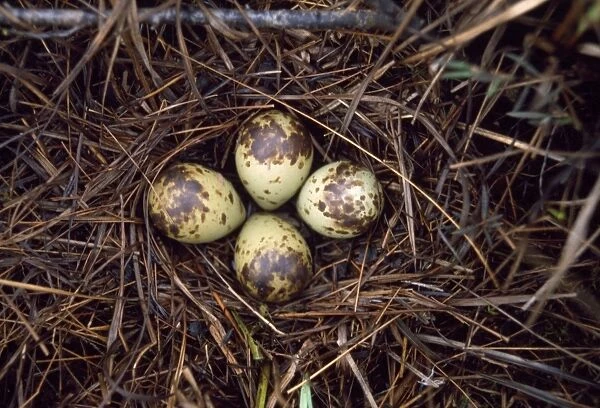 Spotted Redshank - nest with eggs