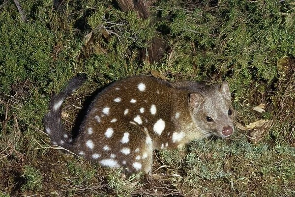 Spotted-tailed Quoll  /  Dasyure