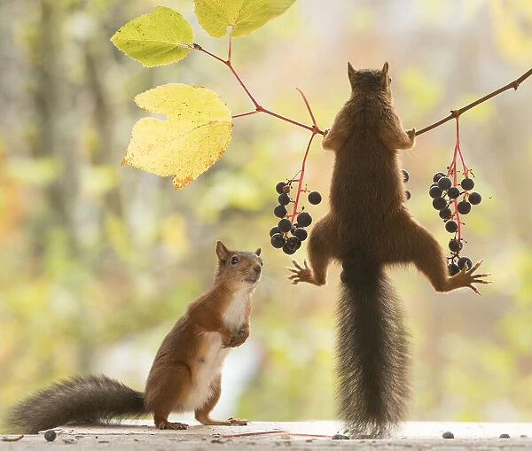 Squirrel, Sciurus vulgaris, Eurasian red squirrel, Sweden