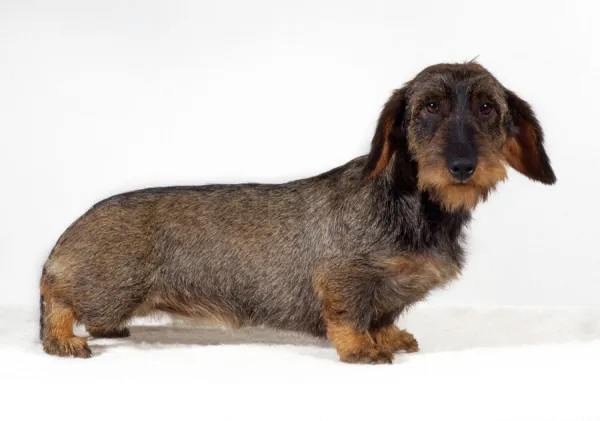 Standard Wire-haired Dachshund Dog