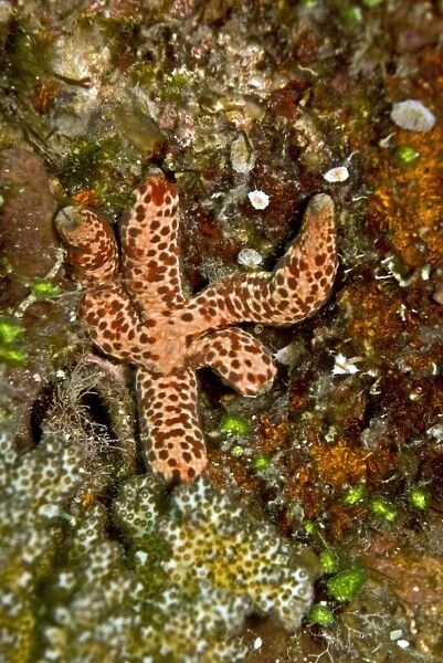 Starfish (Unidentified) - eating algae - Papua New Guinea