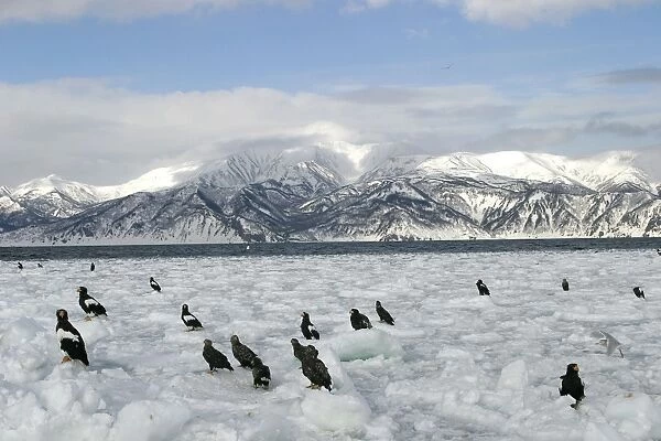 Steller's Sea Eagle - group resting on ice. Hokkaido, Japan