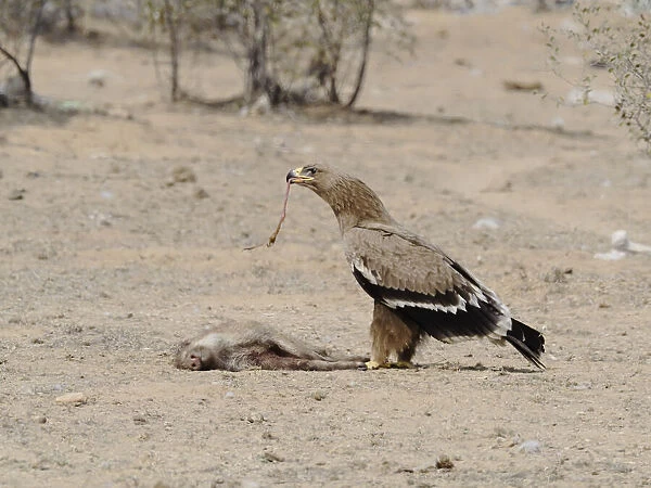 Steppe Eagle - feeding on dead pig Aquila nipalensis Rajasthan, India BI031936