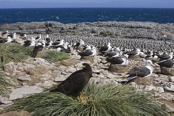 Striated Caracara - At Black-browed Albatross Colony Steeple Jason, Falkland Islands