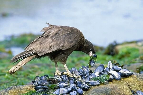Striated Caracara (Johnny Rook) - feeding on mussels