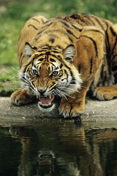 Sumatra Tiger - snarling, Bavaria, Germany
