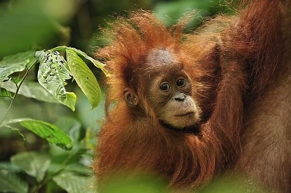 Sumatran Orangutan - baby - Gunung Leuser National Park - Northern Sumatra - Indonesia